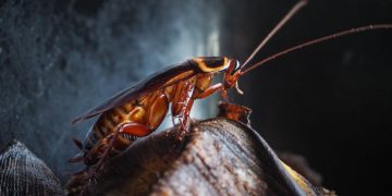 Kakkerlak - Droom Betekenis En Symboliek 154