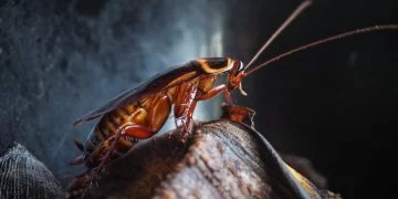 Kakkerlak - Droom Betekenis En Symboliek 154