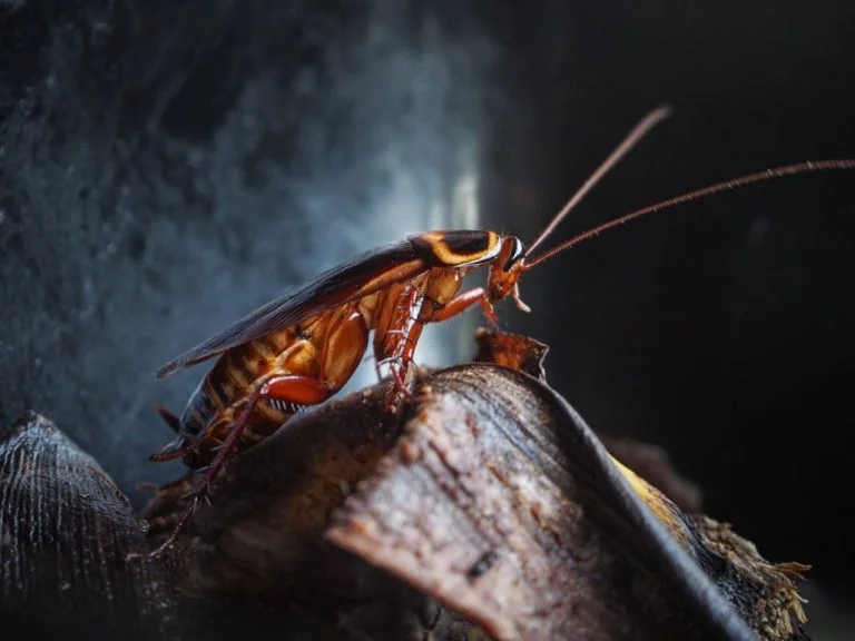 Kakkerlak - Droom Betekenis En Symboliek 1