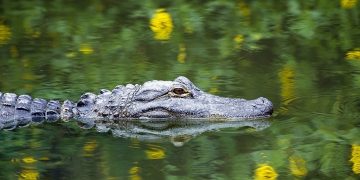 Alligator - Droom Betekenis En Symboliek 25