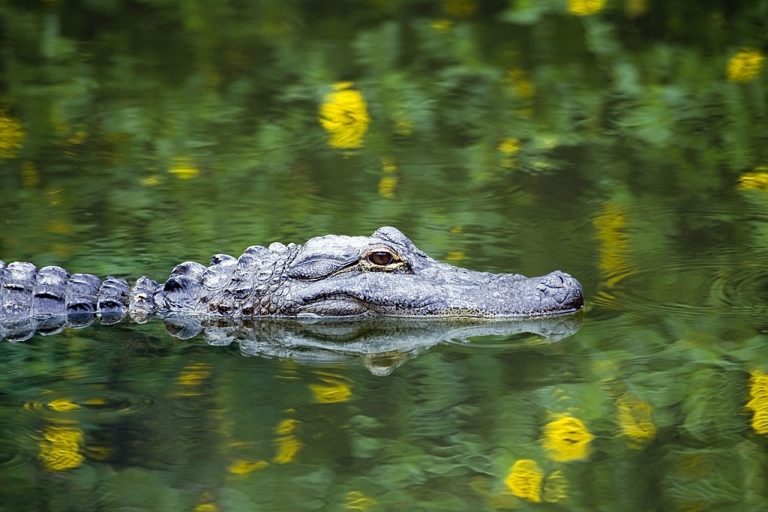 Alligator - Droom Betekenis En Symboliek 1