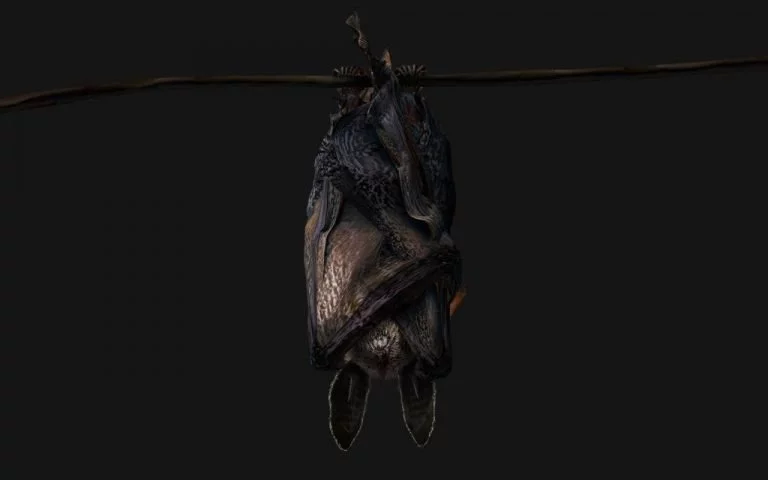 Vleermuis - Droom Betekenis En Symboliek 1