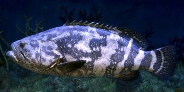Grote Vis – Droom Betekenis En Symboliek 130