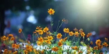 Bloemen - Droom Betekenis En Symboliek 99