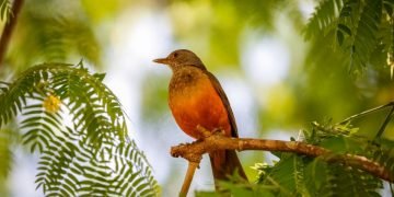 Vogel – Droom Betekenis En Symboliek 20