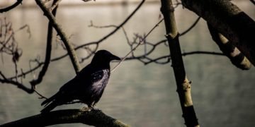 Zwarte Vogel – Droom Betekenis En Symboliek 41