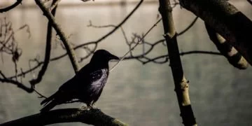Zwarte Vogel – Droom Betekenis En Symboliek 105