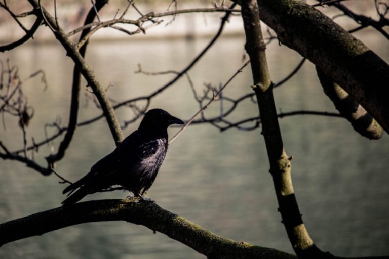 Zwarte Vogel – Droom Betekenis En Symboliek 1