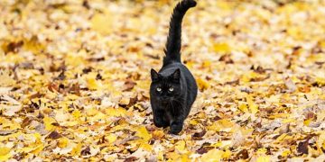 Zwarte Kat – Droom Betekenis En Symboliek 86