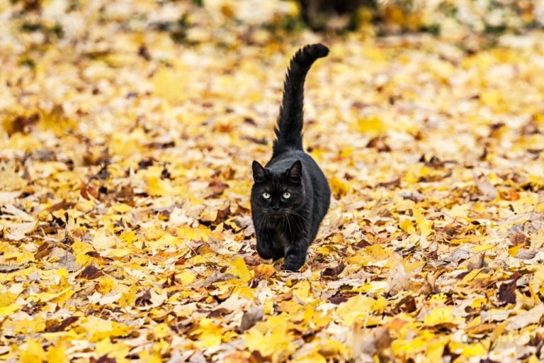 Zwarte Kat – Droom Betekenis En Symboliek 1
