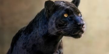 Zwarte Jaguar – Droom Betekenis En Symboliek 37