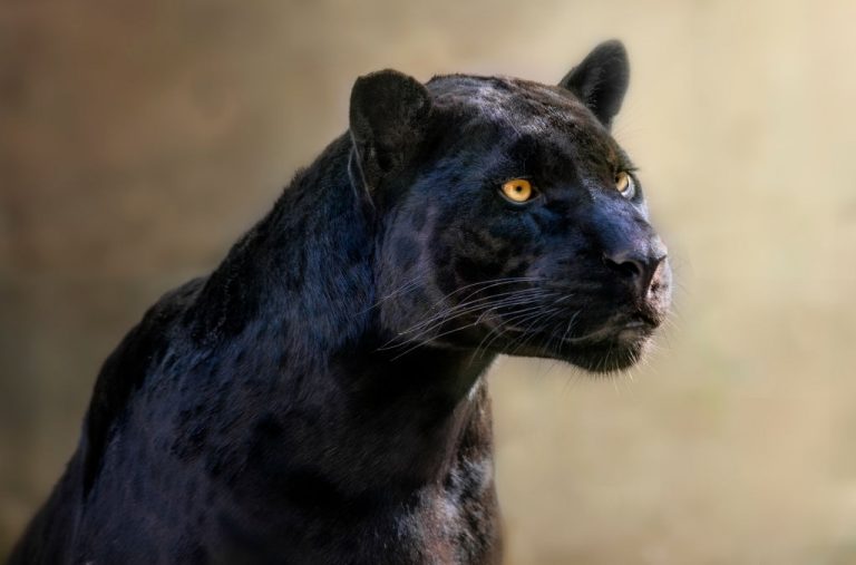 Zwarte Jaguar – Droom Betekenis En Symboliek 1