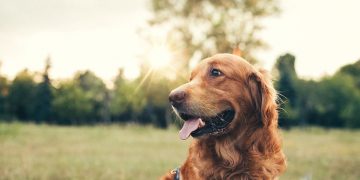 Bruine Hond – Droom Betekenis En Symboliek 39