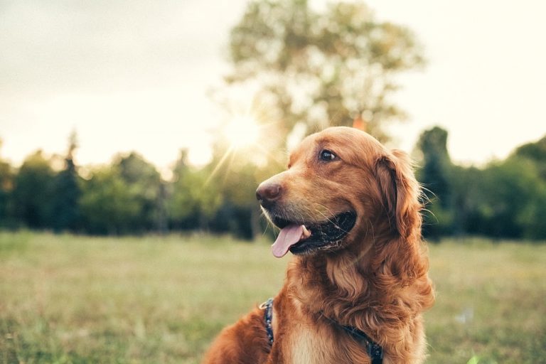 Bruine Hond – Droom Betekenis En Symboliek 1