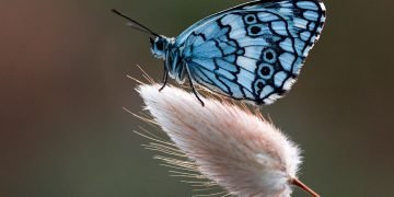 Vlinder – Droom Betekenis En Symboliek 6
