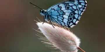 Vlinder – Droom Betekenis En Symboliek 5
