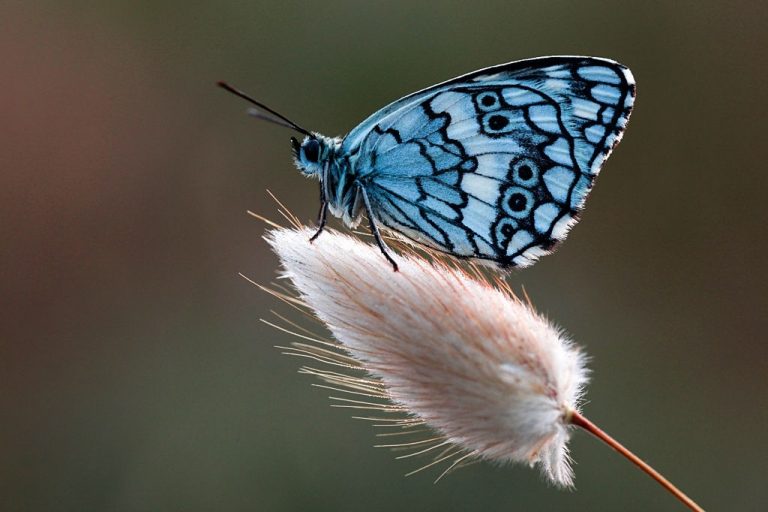 Vlinder – Droom Betekenis En Symboliek 1