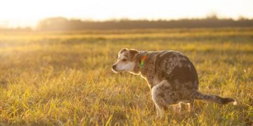 Hondenpoep – Droom Betekenis En Symboliek 25