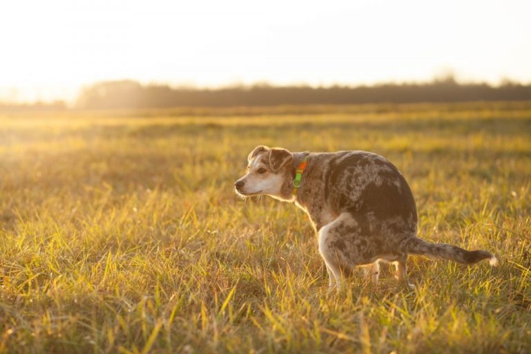 Hondenpoep – Droom Betekenis En Symboliek 1