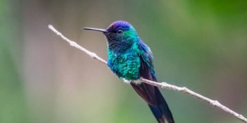 Kolibrie – Droom Betekenis En Symboliek 5
