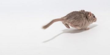 Running Mouse