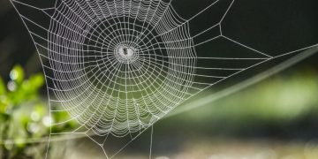 Spinnenweb – Droom Betekenis En Symboliek 30