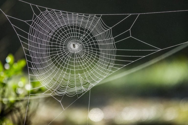 Spinnenweb – Droom Betekenis En Symboliek 1