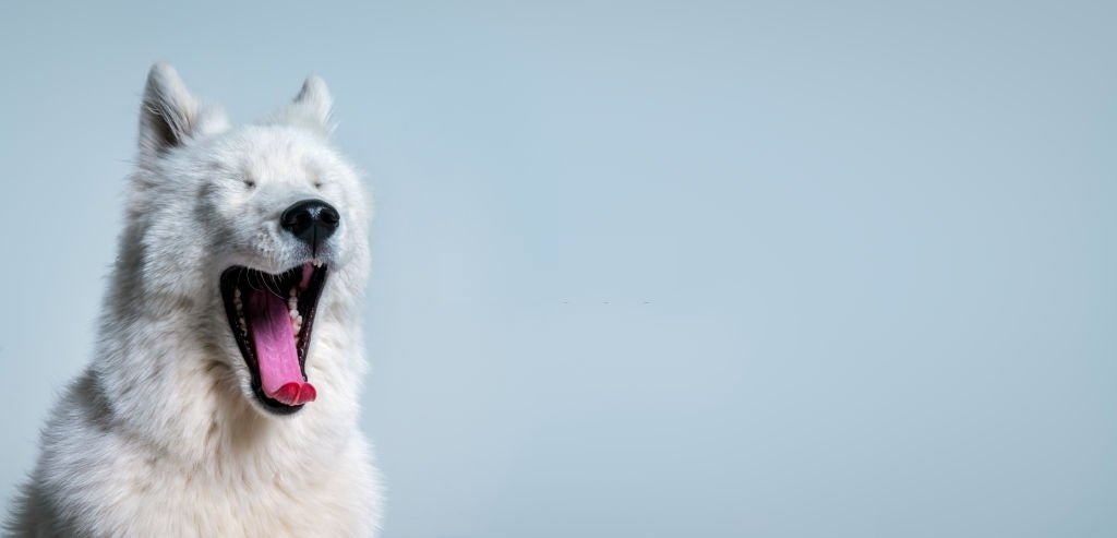 Complex na school Orkaan Witte Hond - Droom Betekenis En Symboliek » Dromen