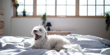 Witte Hond – Droom Betekenis En Symboliek 10
