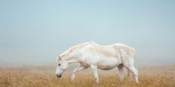 Witte Paard – Droom Betekenis En Symboliek 10