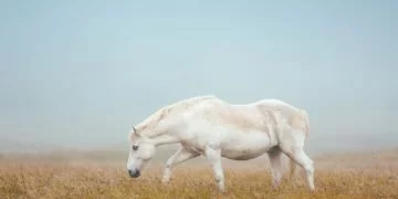 Witte Paard – Droom Betekenis En Symboliek 17