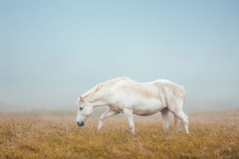 Witte Paard – Droom Betekenis En Symboliek 1