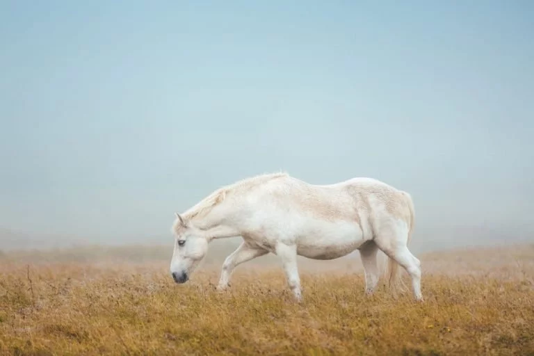 Witte Paard – Droom Betekenis En Symboliek 1