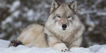 Wolf – Droom Betekenis En Symboliek 97