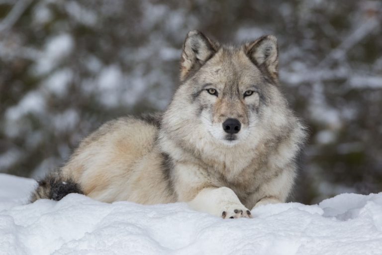 Wolf – Droom Betekenis En Symboliek 1